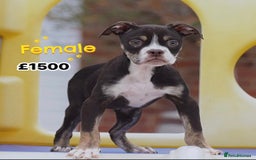 Olde English Bulldogge dogs for sale: COUNCIL APPROVED⭐️5⭐️RATED LICENSE 23 YEARS EXPERT - Image 8