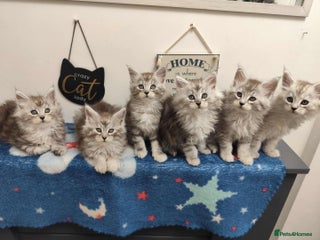 Maine Coon cats - Advert 5