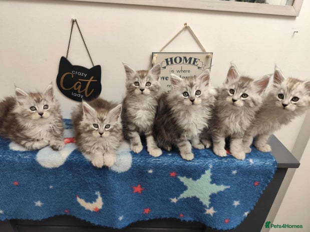 Maine Coon cats - Advert 5