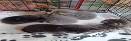 Mixed Breed cats for sale: Beautiful loving kittens  - Advert 2