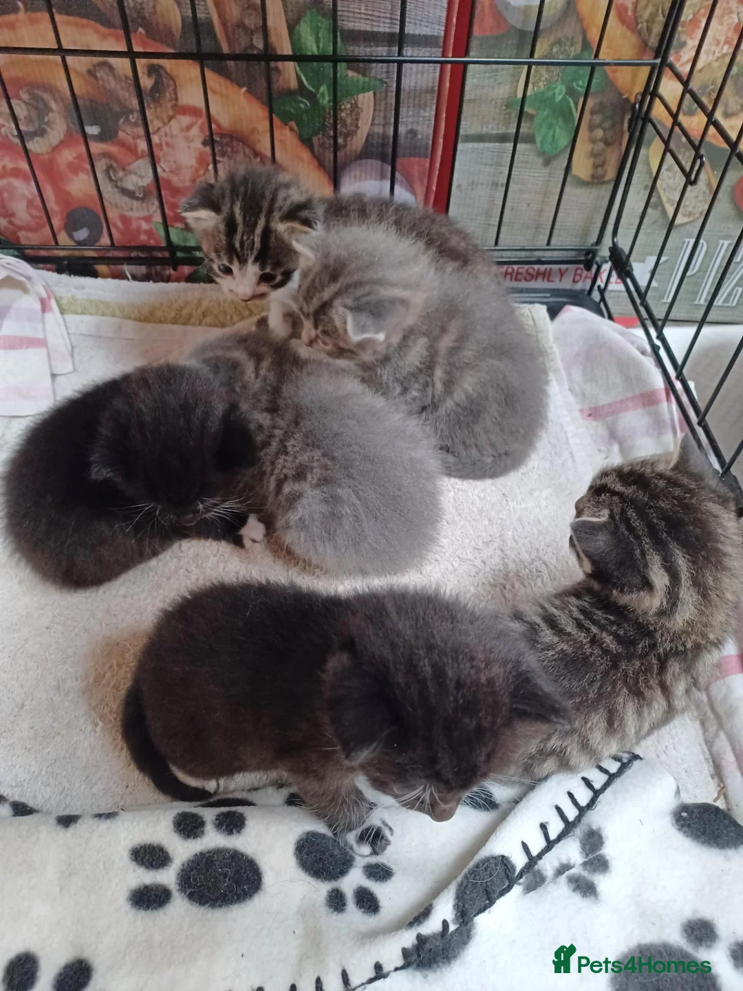 Mixed Breed cats for sale: Beautiful loving kittens  - Advert 2