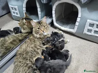 Maine Coon cats Mainecoon × Siberian - Advert 1