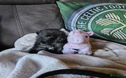 Pomeranian dogs for sale: TINY miracle KC Pomeranian 907grams at 16 weeks - Image 15