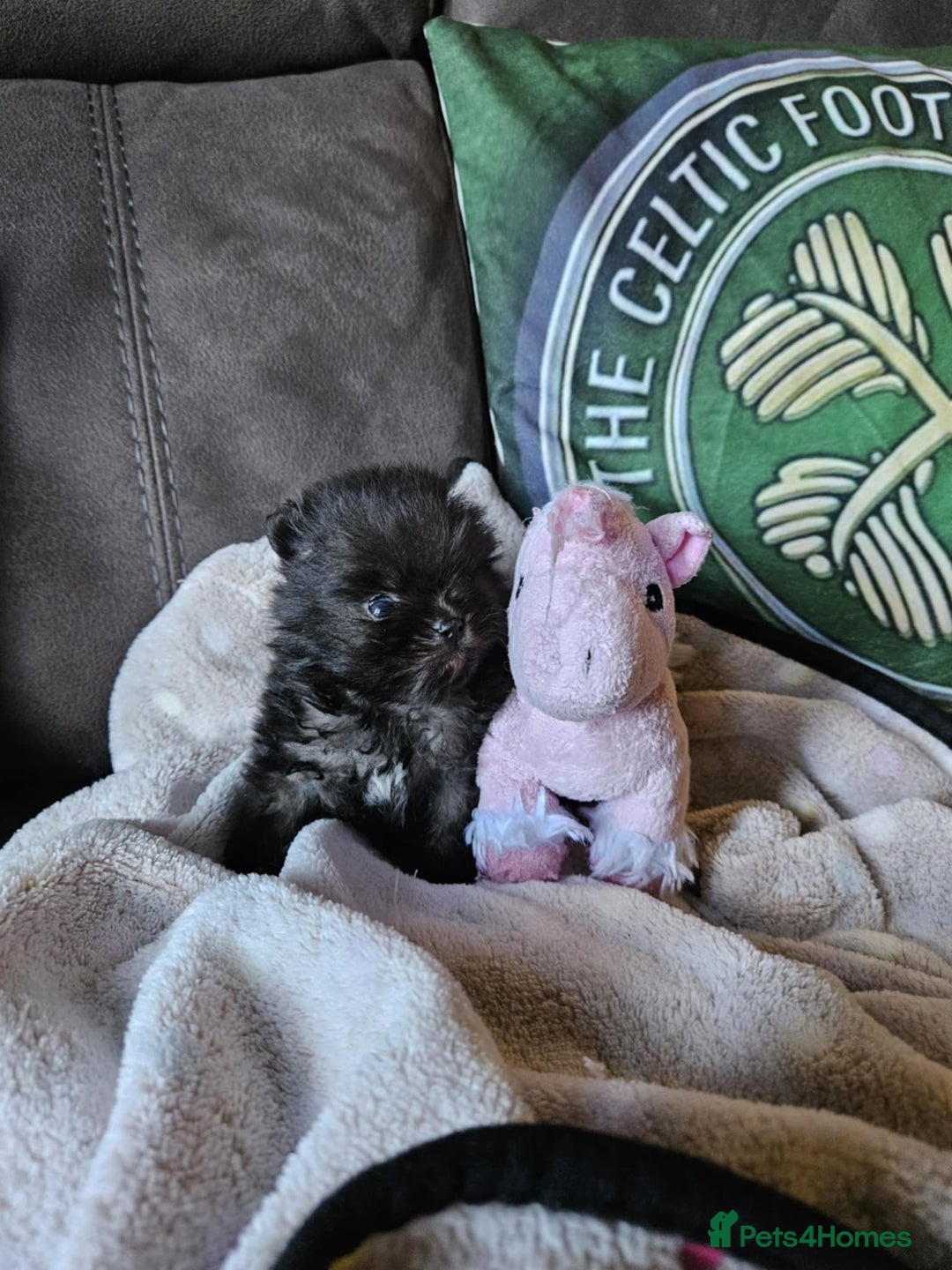 Pomeranian dogs for sale: TINY miracle KC Pomeranian 907grams at 16 weeks - Image 15