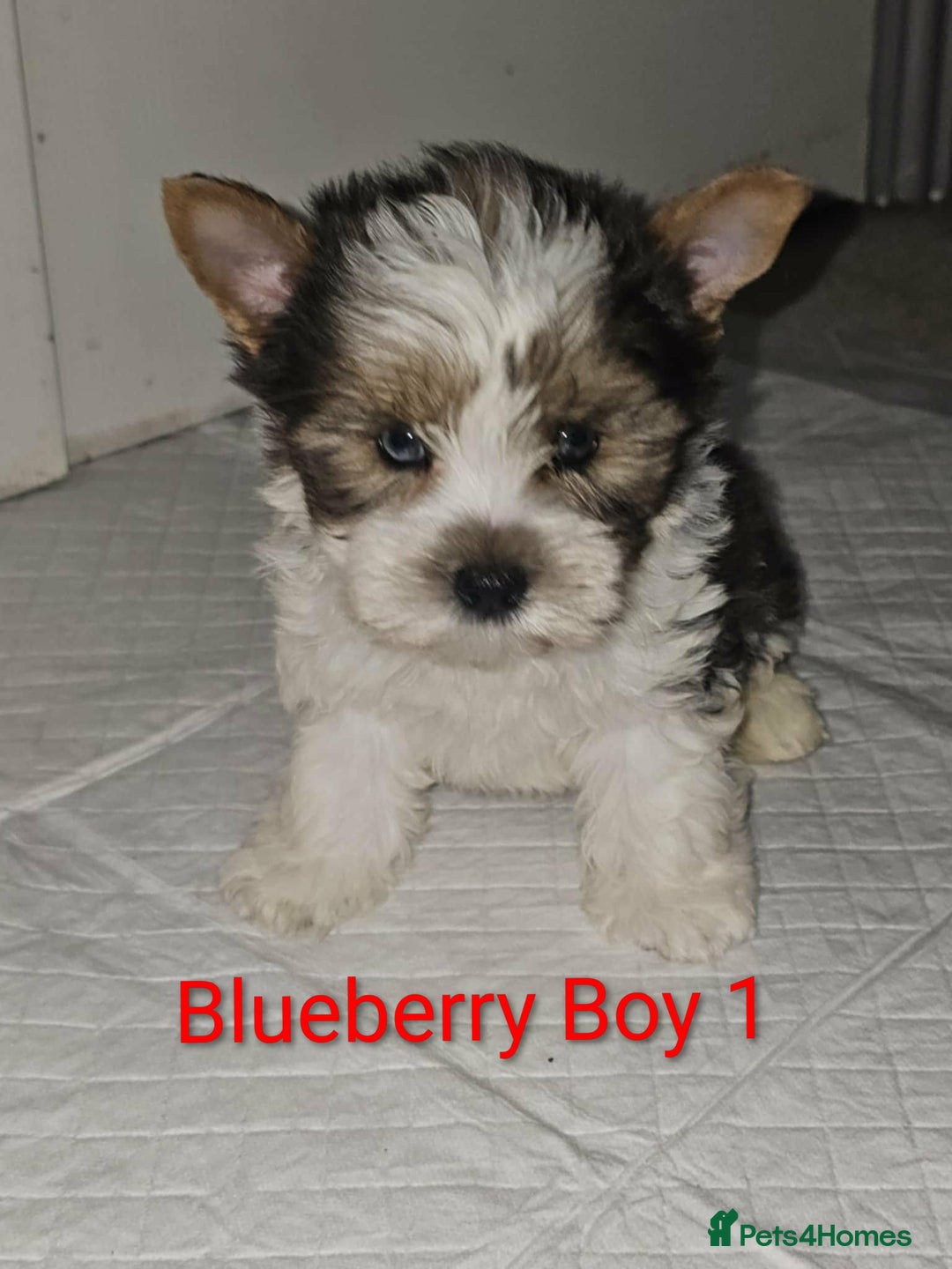 Yorkshire Terrier dogs for sale: 4 Adorable Yorkshire terrier pups  - Advert 9