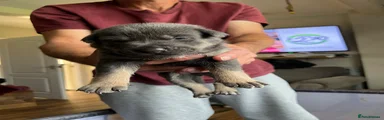 Mixed Breed 2