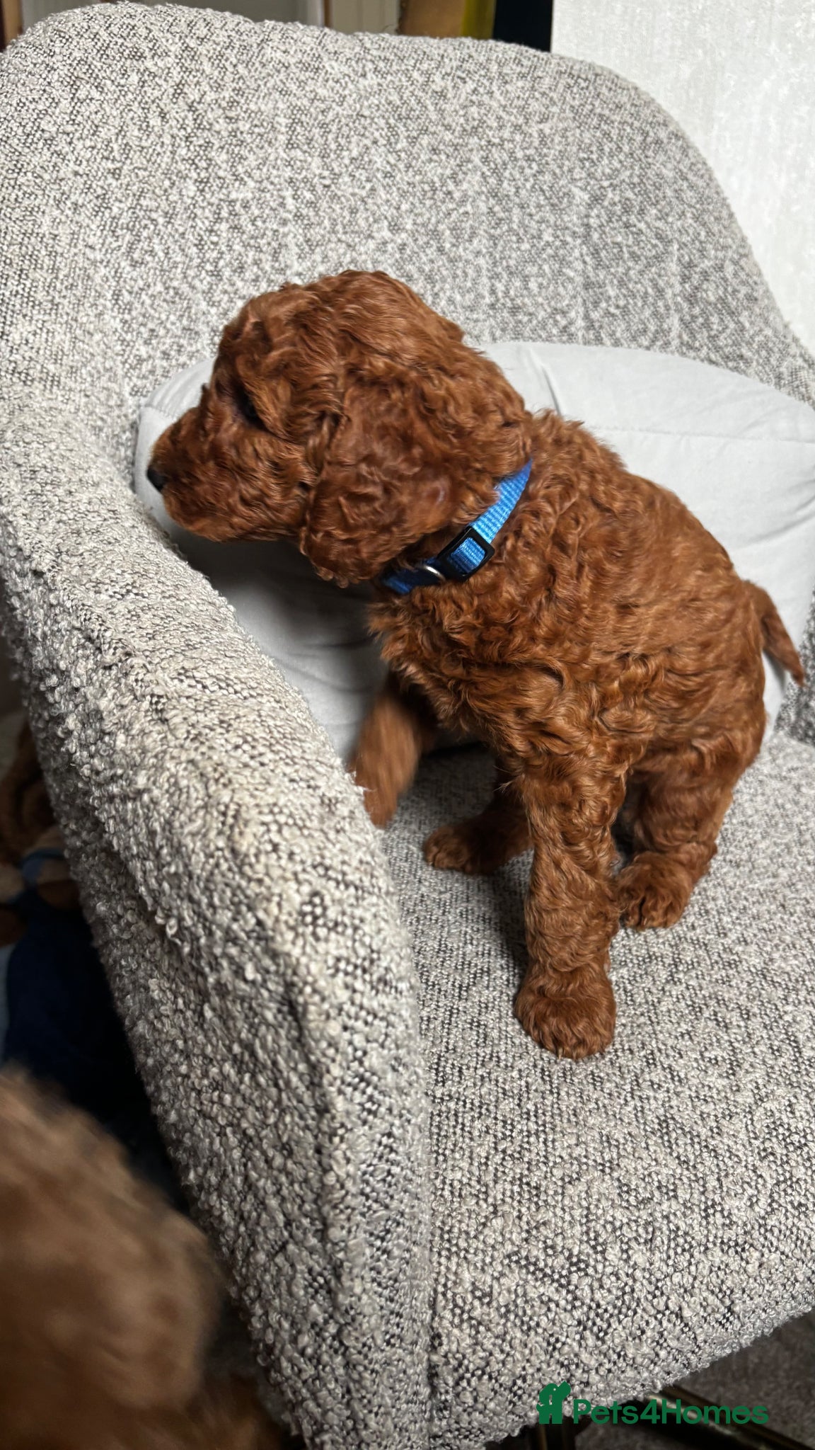 Labradoodle dogs Stunning Red Labradoodles Health Tested Parents  - Advert 2