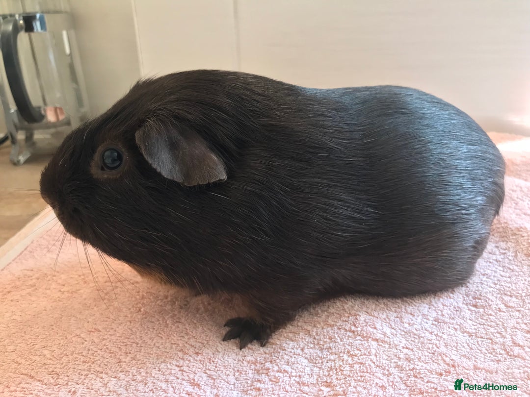 Guinea Pig rodents for sale: Two young Sows and Older boars - Image 17