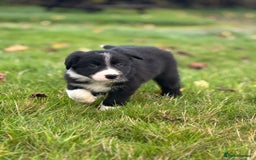 Border Collie dogs for sale: Border Collie puppies - Image 14
