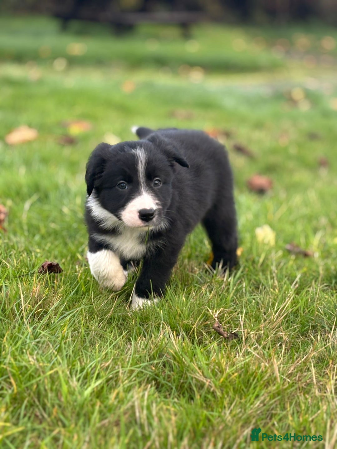 Border Collie dogs for sale: Border Collie puppies - Image 14
