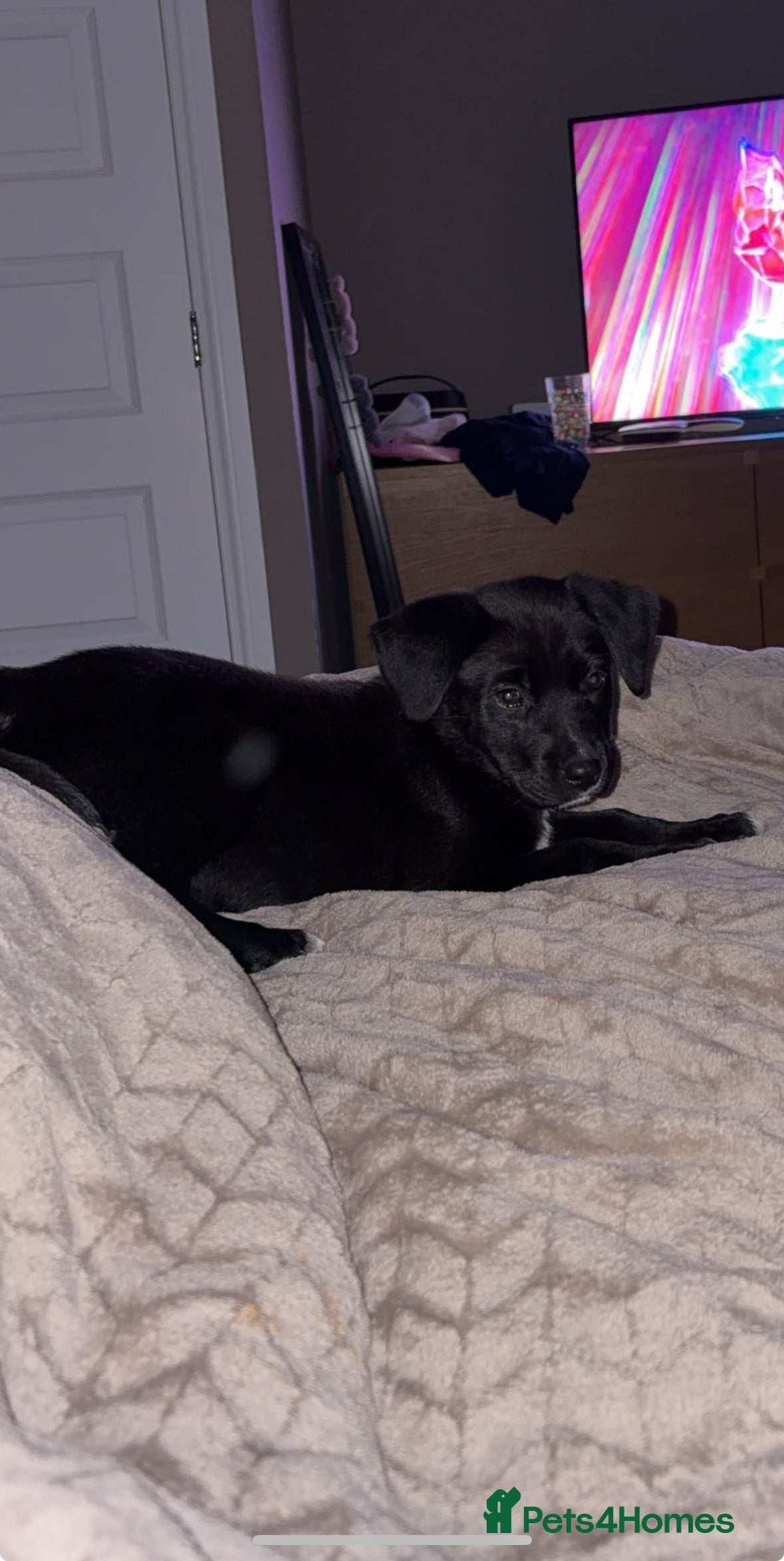 Mixed Breed dogs Peggy - Advert 7