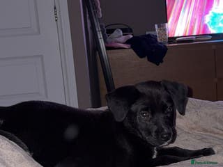 Mixed Breed dogs Peggy - Advert 22