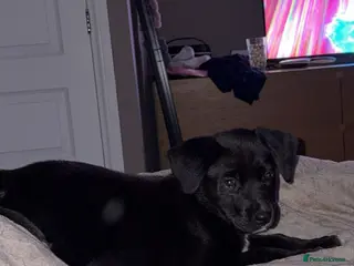 Mixed Breed dogs Peggy - Advert 21