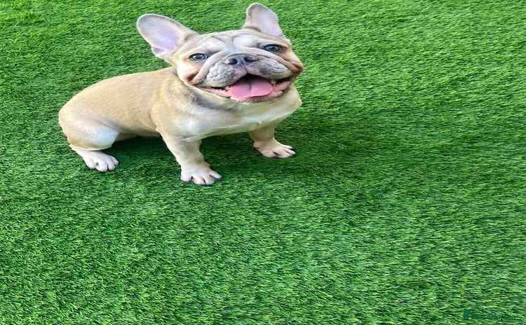 French Bulldog dogs in Barking - Advert 14
