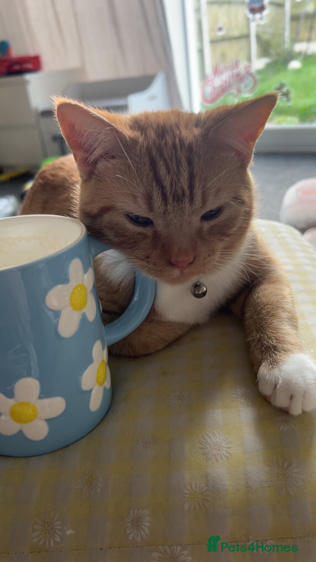 Mixed Breed cats for sale: 8month old male kitten - Advert 4