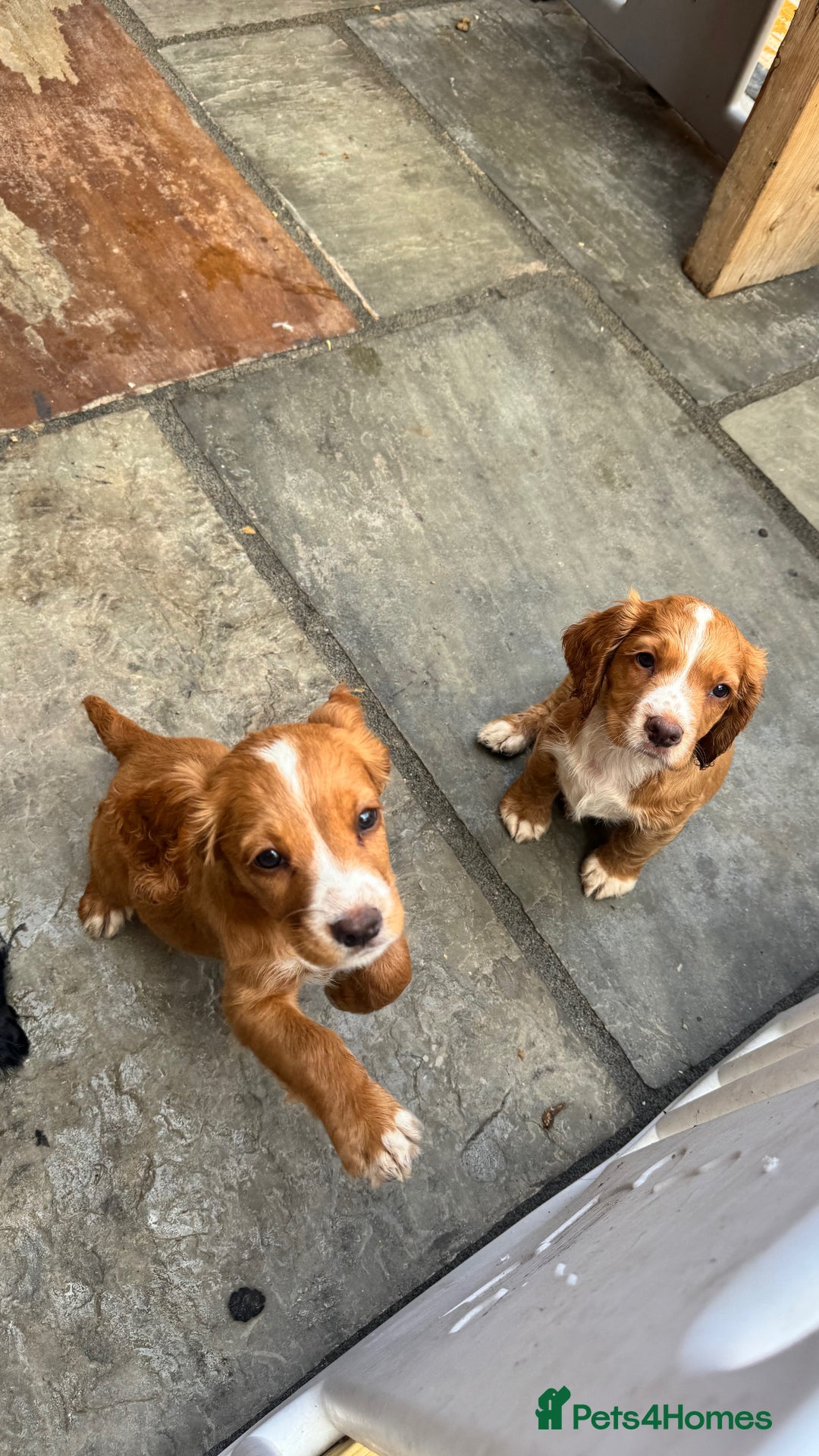 Cocker Spaniel dogs for sale: Working Cocker Spaniel  - Image 4