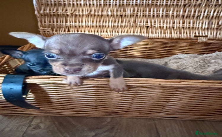 Chihuahua dogs - Advert 4