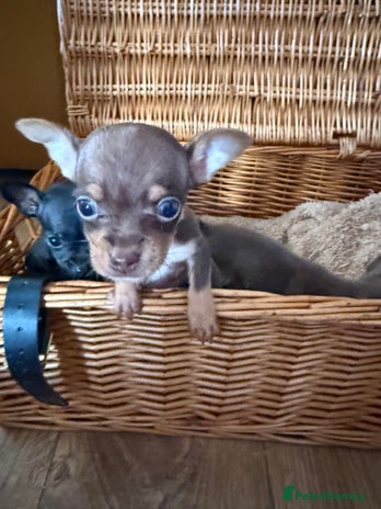 Chihuahua dogs - Advert 4