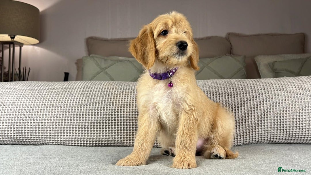 Goldendoodle dogs for sale: ABSOLUTELY GORGEOUS DOODLES  - Advert 28