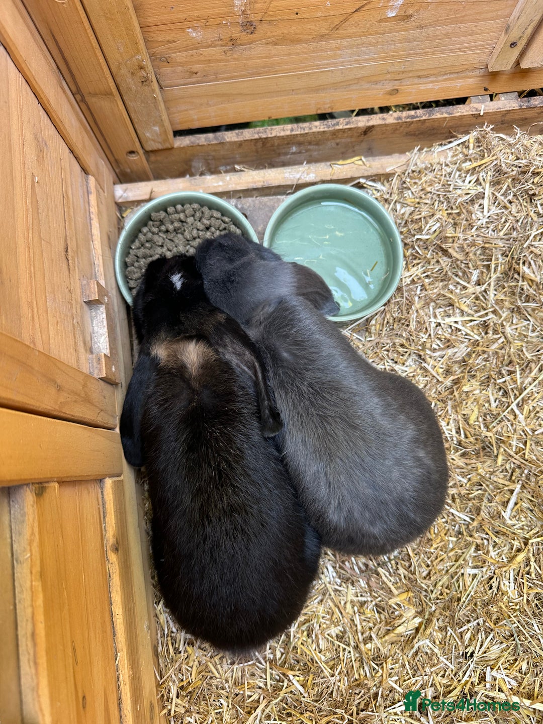 Mini Lop rabbits for sale: 2 male mini lop bunnies with hutch and large run  - Advert 3