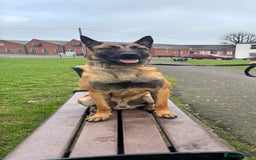 Belgian Shepherd Dog dogs for sale: Razer the malinois - Image 1