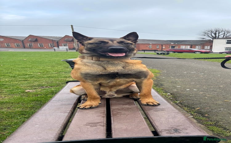 Belgian Shepherd Dog dogs - Advert 4