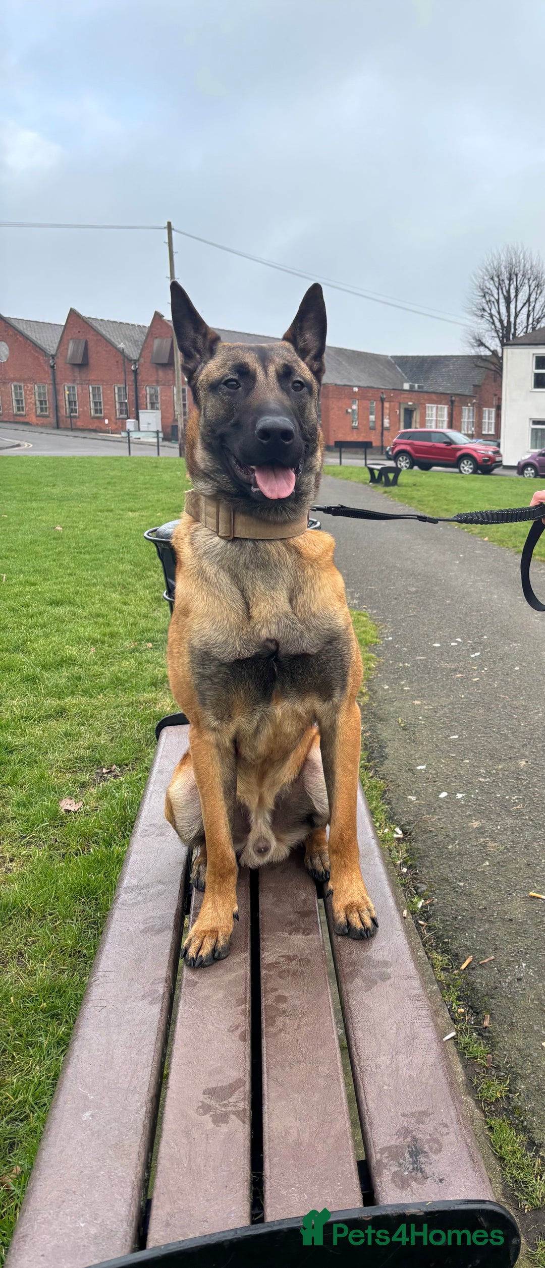 Belgian Shepherd Dog dogs for sale: Razer the malinois - Image 1