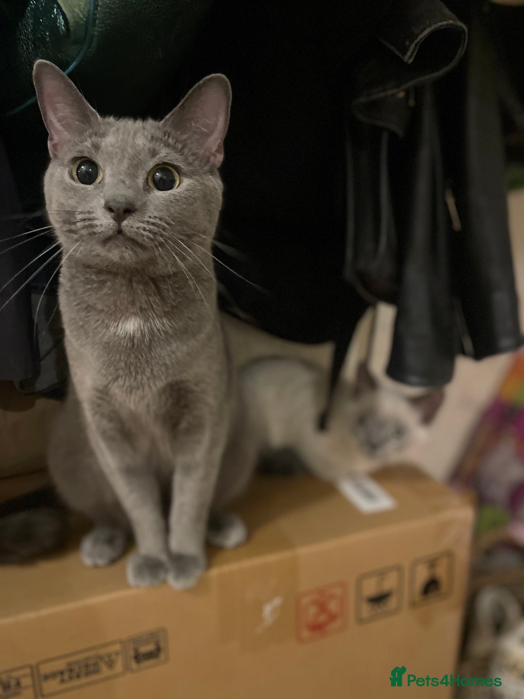 Russian Blue cats for sale: Russian blue British shorthair kittens - Image 12