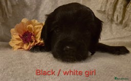 Cocker Spaniel dogs for sale: Exceptional KC Reg Working Cocker Spaniel Puppies - Image 22