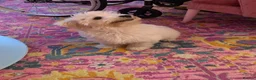 Maltese dogs for sale: Maltese in Chester - Advert 1
