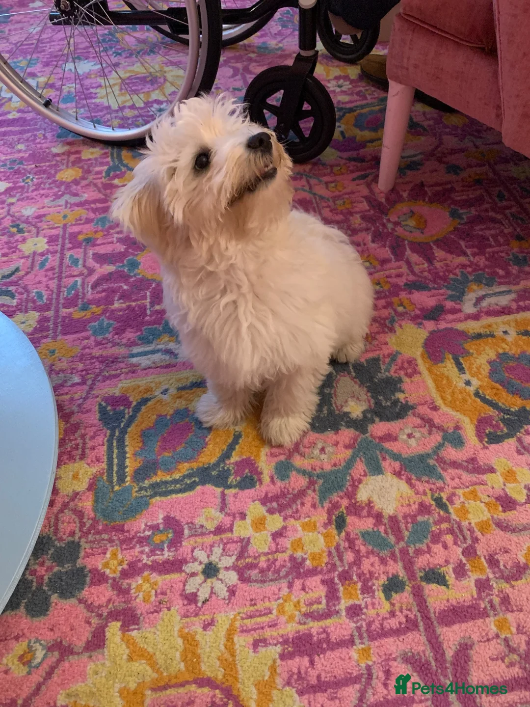 Maltese dogs for sale: Maltese in Chester - Advert 1