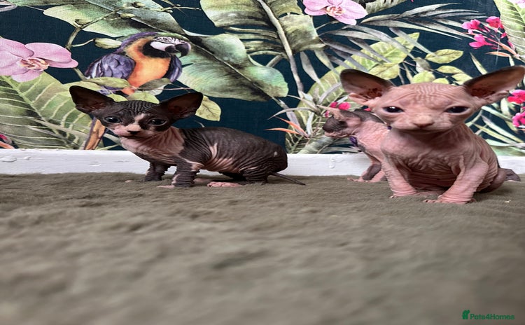 Sphynx cats - Advert 8