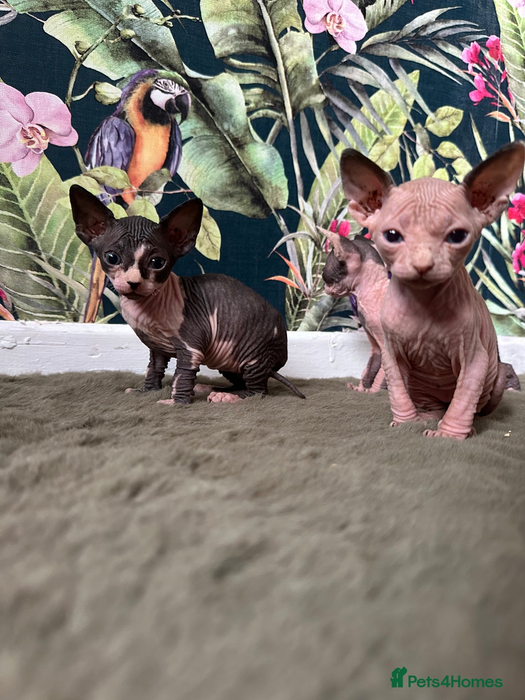 Sphynx cats for sale:  6 Beautiful Sphynx Kittens Ready Soon – 5★ - Image 1