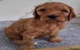 Cockapoo dogs for sale: Cockapoo's - Image 21