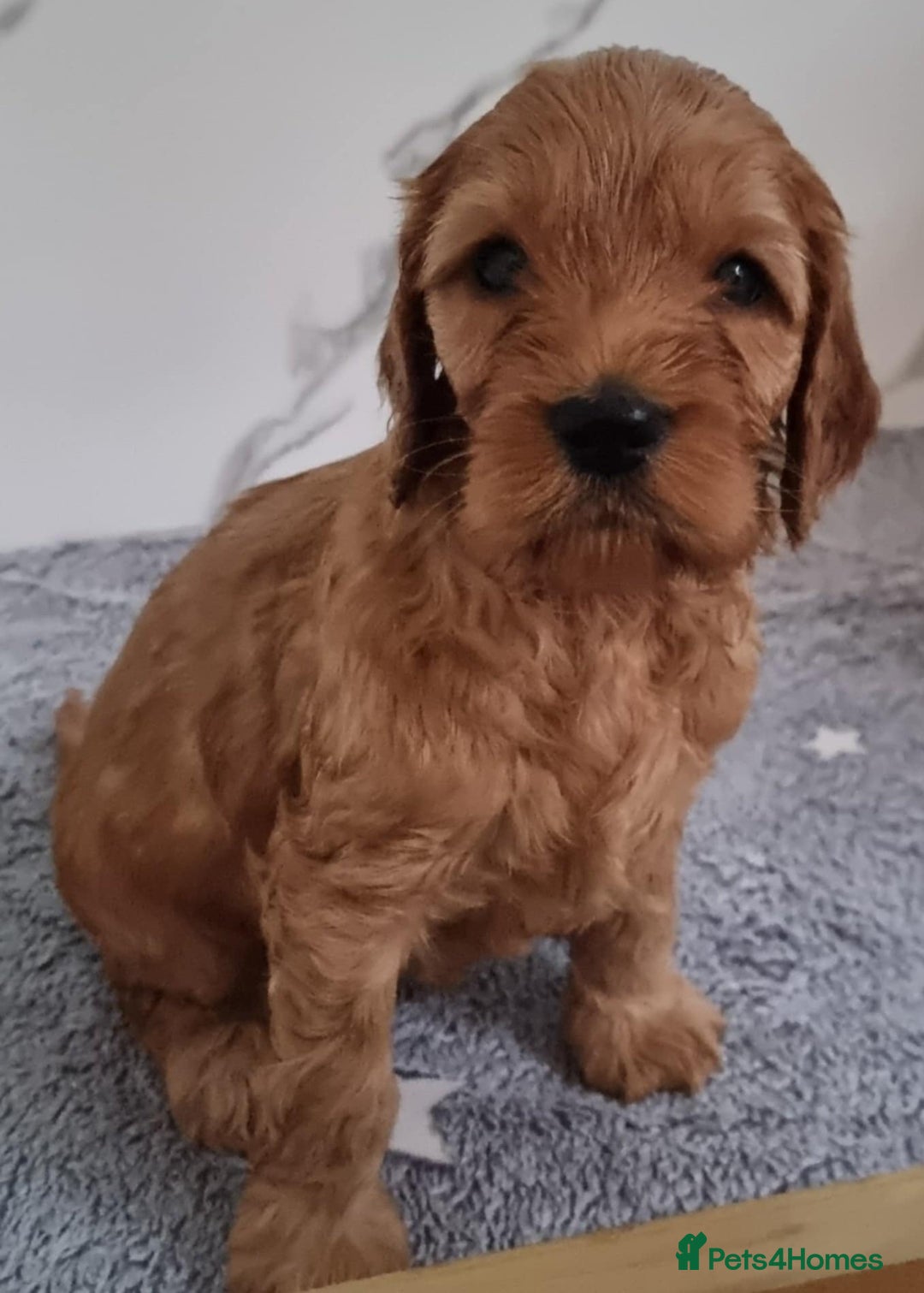 Cockapoo dogs for sale: Cockapoo's - Image 21