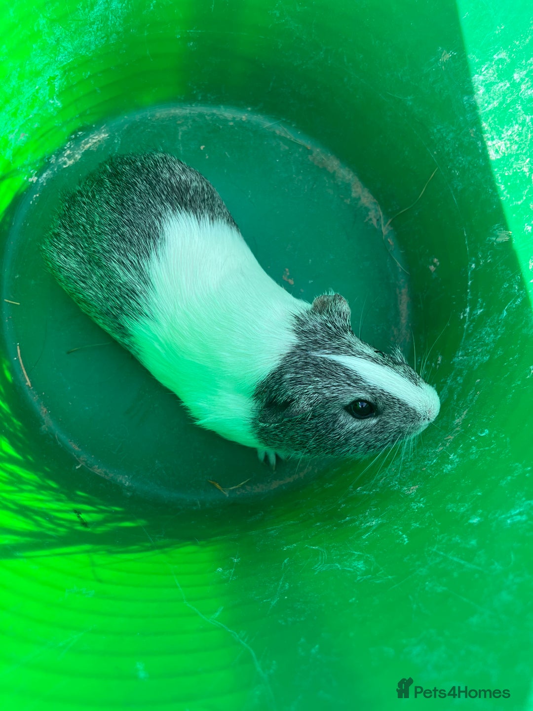 Guinea Pig rodents for sale: Guinea pig needs company - Image 2