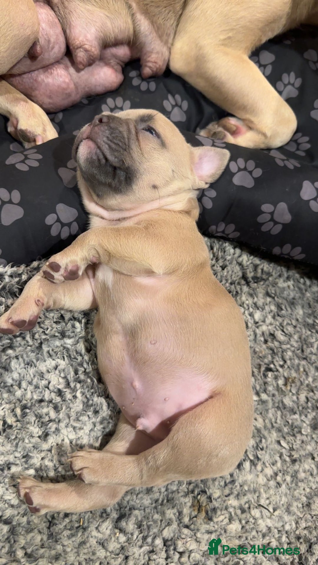 French Bulldog dogs for sale: 2 x French Bulldog Puppies (1 Boy & 1 Girl) - Image 8