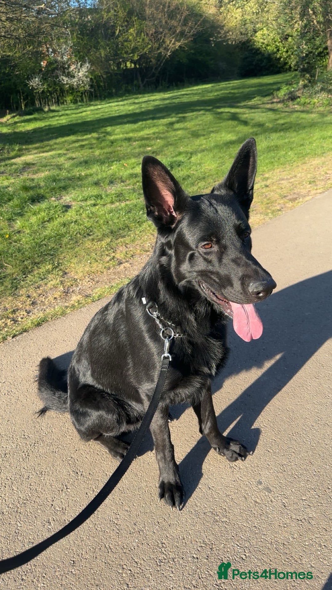 German Shepherd dogs for stud: German Shepherd *STUD* - Image 8