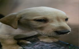 Labrador Retriever dogs for sale: Labrador puppies 3 boys ready to go 8th August  - Image 1