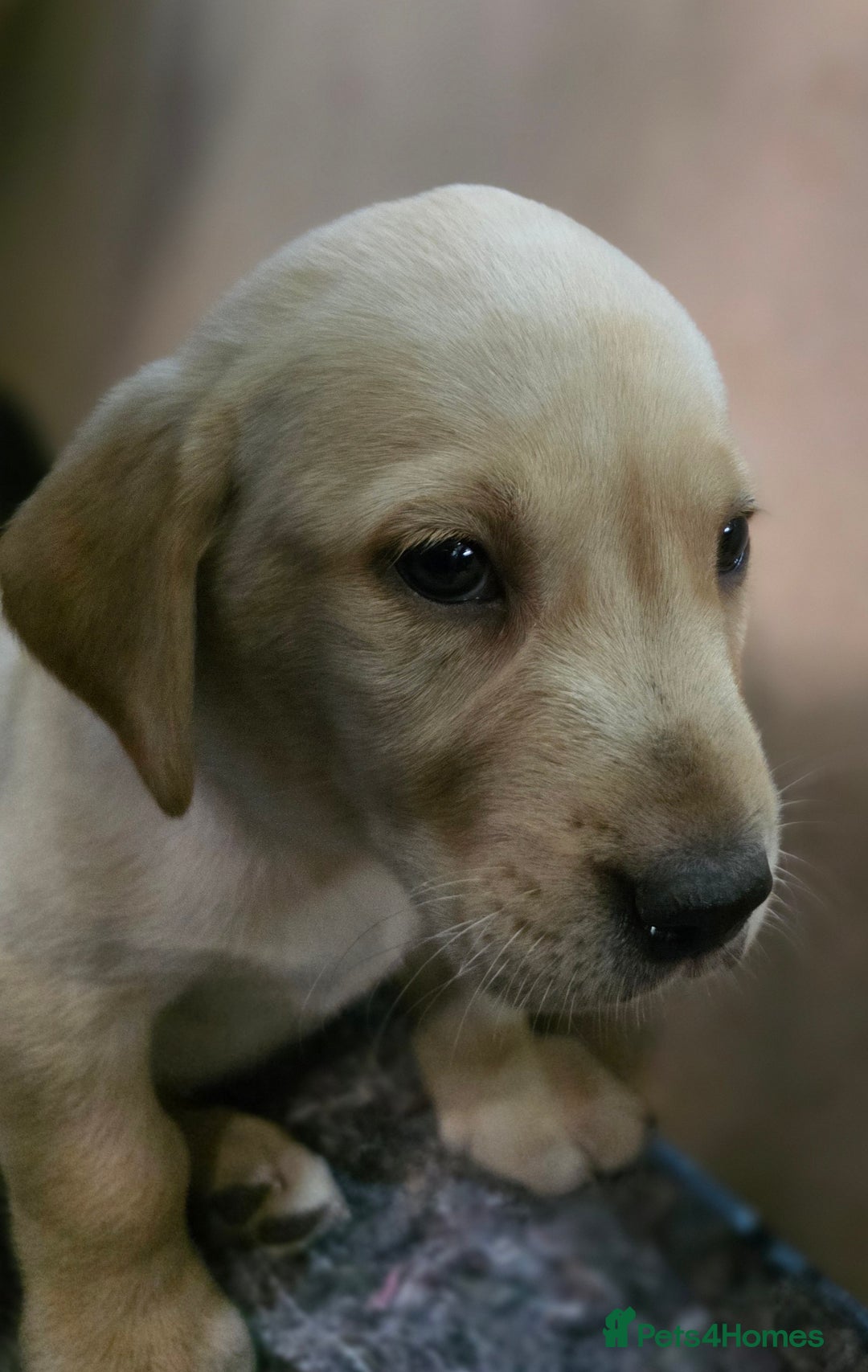 Labrador Retriever dogs for sale: Labrador puppies 3 boys ready to go 8th August  - Image 1