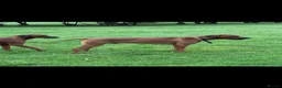 Rhodesian Ridgeback dogs for sale: Beautiful Rhodesian Ridgeback puppies-Family pet - Advert 14