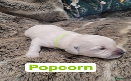 Golden Retriever dogs for sale: Golden Retriever Pups – First Class Homes Wanted - Image 25
