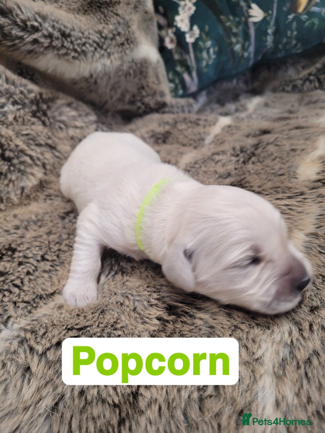 Golden Retriever dogs for sale: Golden Retriever Pups – First Class Homes Wanted - Image 25