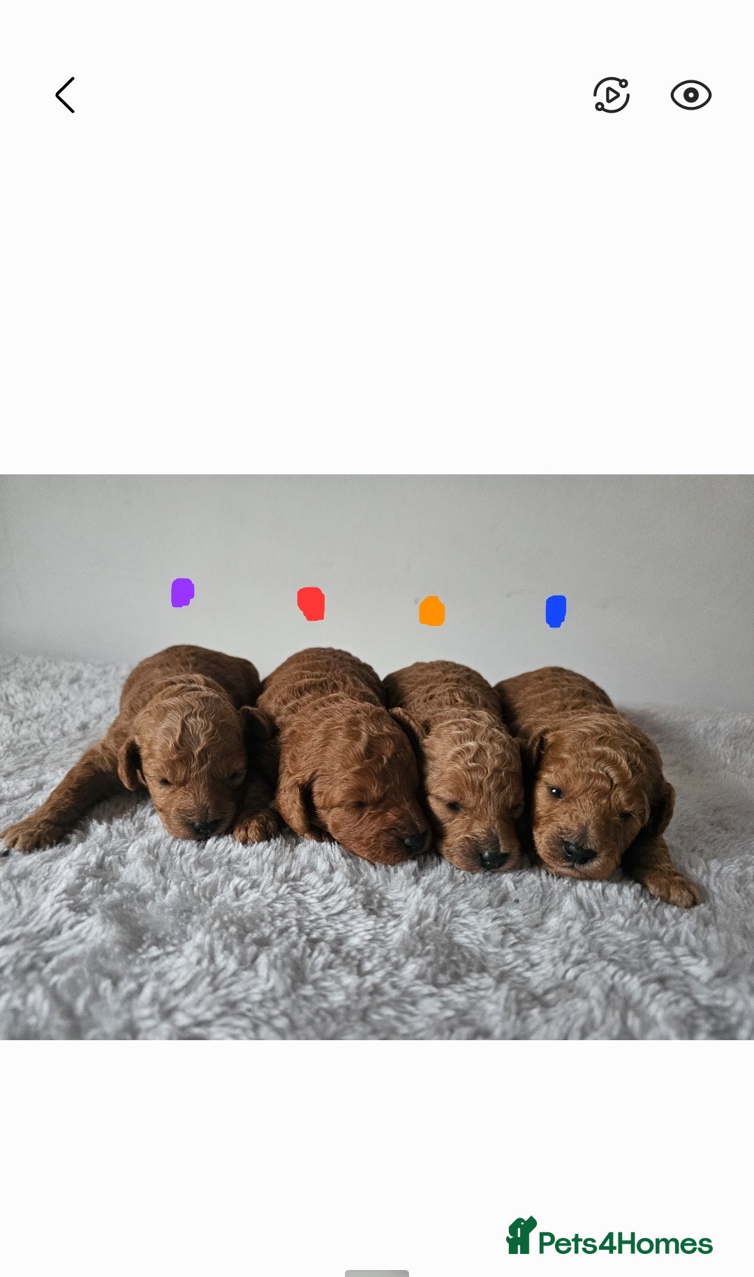Cavapoochon dogs for sale: Toy cavapoochon F1b - Image 2