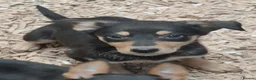 Australian Kelpie dogs for sale: Farm bred 5 boys 3 girls kelpie puppies - Advert 13