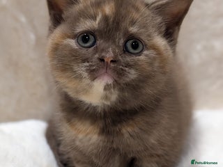 British Shorthair cats - Advert 14