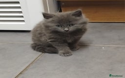 British Shorthair cats for sale: Fluffy playfull British sorthair kittens available - Image 2