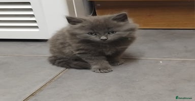 British Shorthair cats - Advert 16