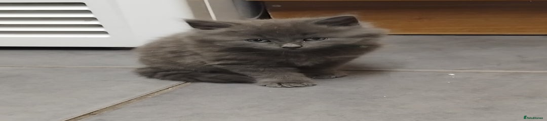 British Shorthair Kitten 1