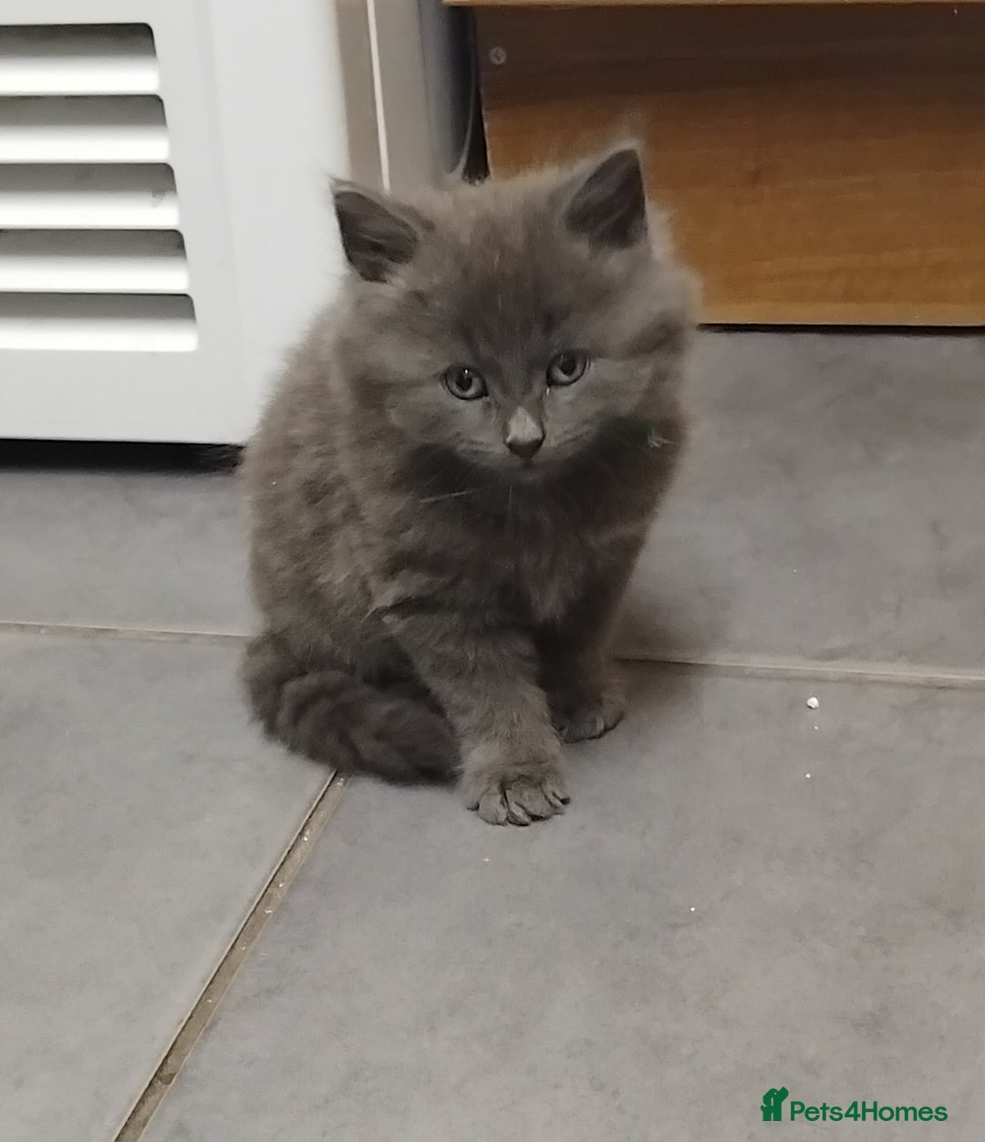 British Shorthair cats for sale: Fluffy playfull British sorthair kittens available - Image 2